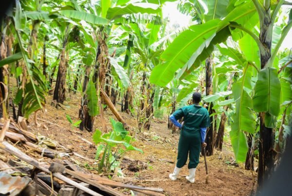 A farmer walking through a banana plantation at BetterLife Agro Tourism Farm