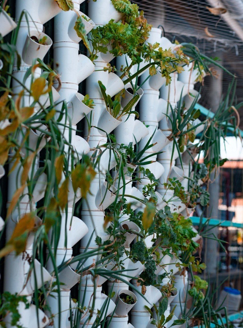 A vertical garden made from pipes