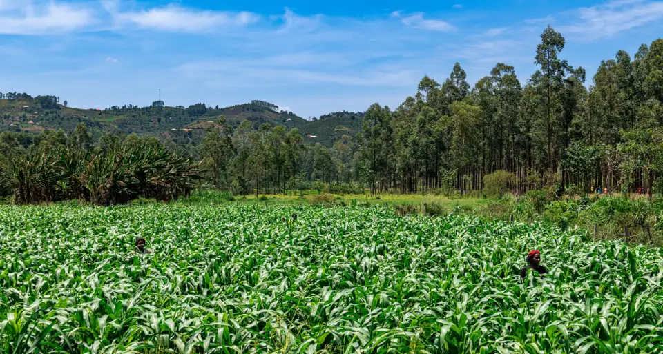 A wide maize field below forested hills