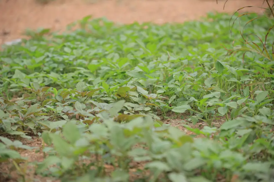 Young crops coming up in rows