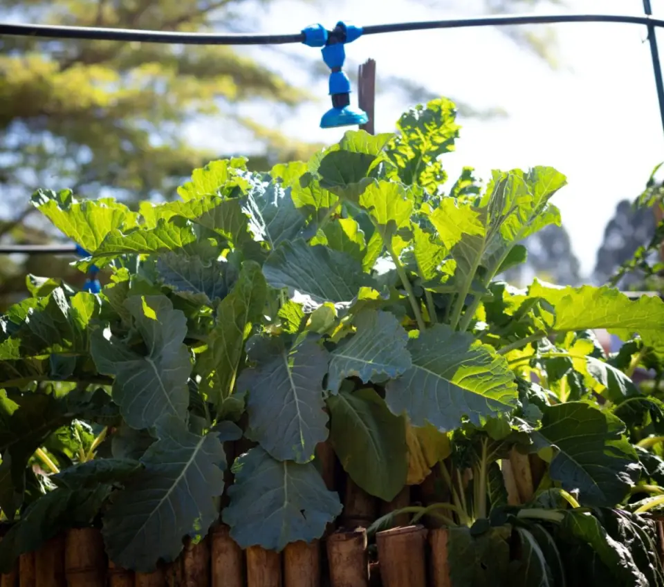 Leafy greens growing under a drip irrigation line