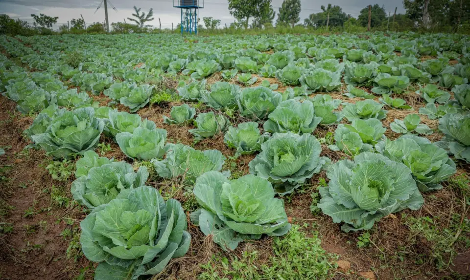 Cabbages growing under straw mulch in Yumbe
