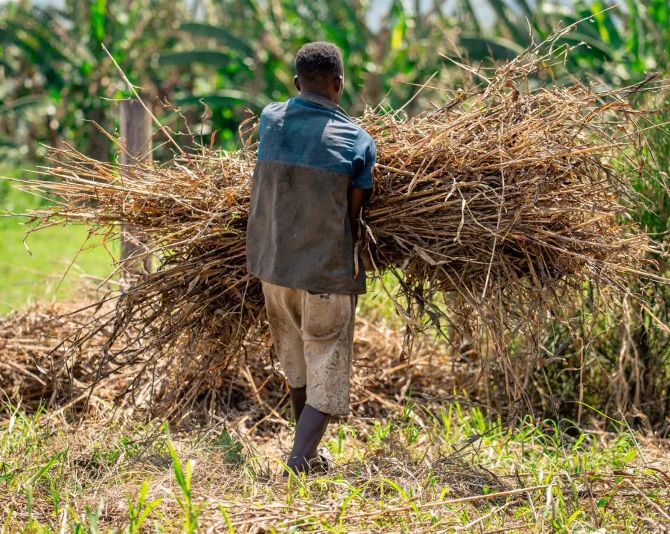 Carrying cut grass across a field in Rukungiri