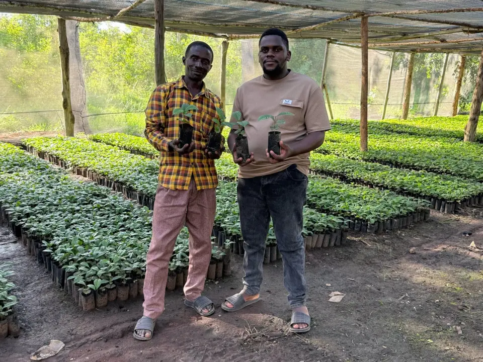 Two men holding seedlings in a greenhouse tree nursery in Karagwe