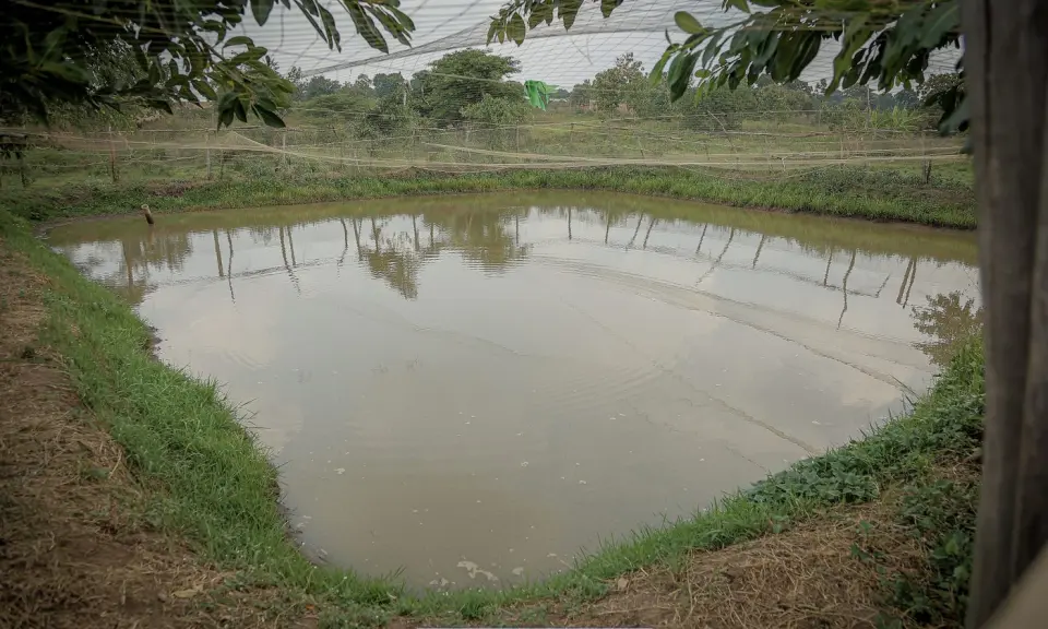 A fish pond at a BetterLife-supported site in Yumbe