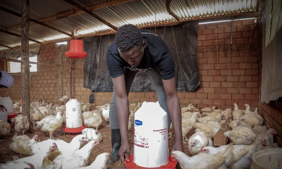 A young man refilling a drinker in a poultry house in Yumbe, Uganda