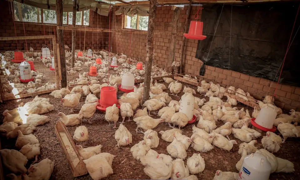 A poultry house in Yumbe