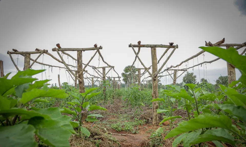 Trellised vegetables in Yumbe