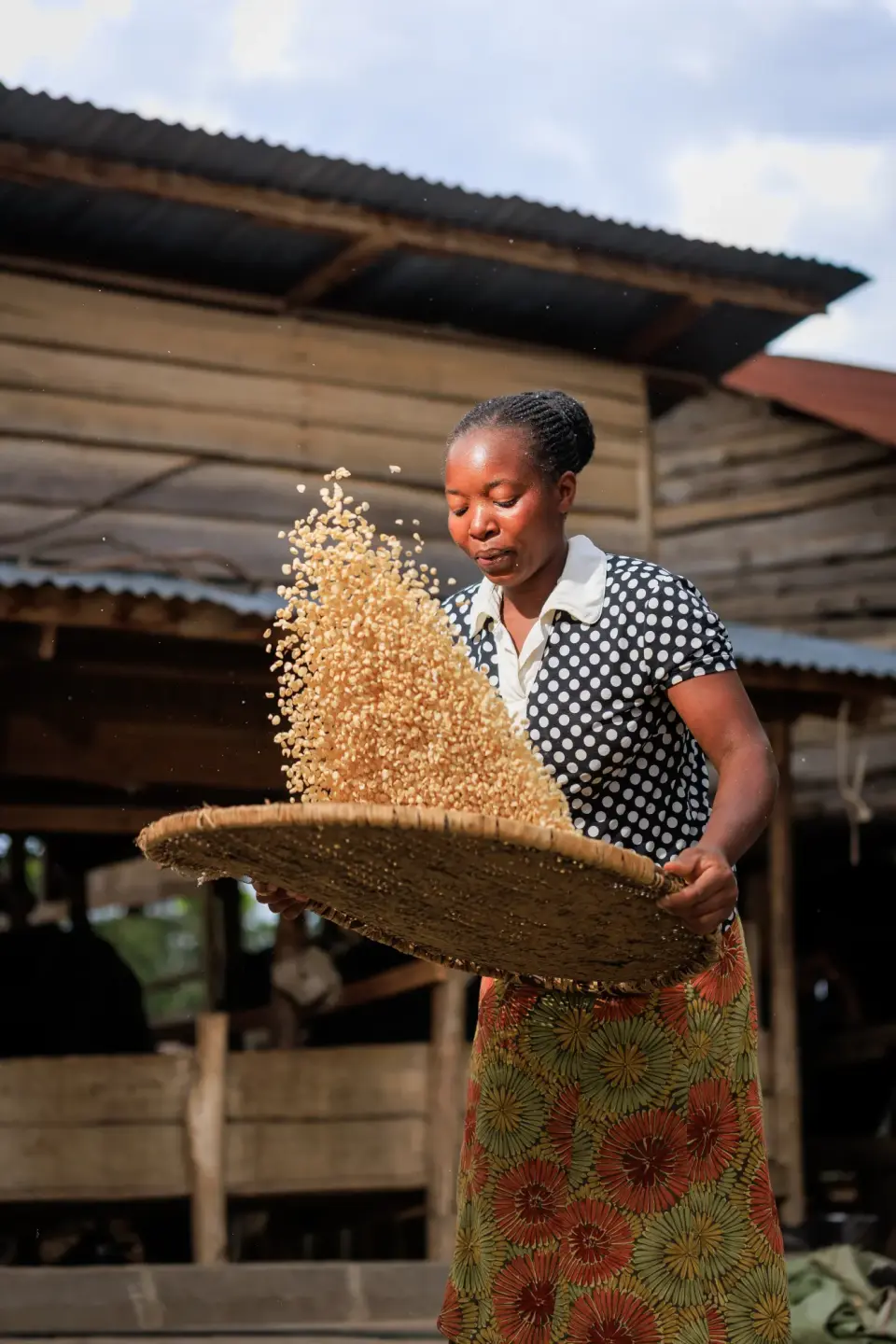 A woman winnowing grain